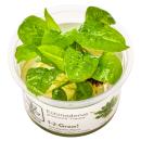 Echinodorus grisebachii 'Tropica'